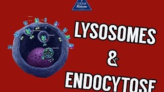 04 Lysosomes et endocytose [upl. by Akimahc]