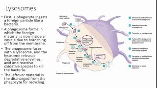 Peroxisomes and Lysosomes Intracellular Defense [upl. by Assilev706]