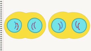 Biologie Die Zellteilung [upl. by Endaira]
