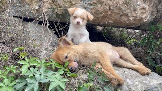 The cry for help of two dogs abandoned by their cruel owner on the side of the road and I saved them [upl. by Animas599]