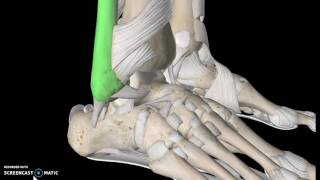 Foot Anatomy Tutorial Ligaments [upl. by Jesselyn78]