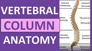 Vertebral Column Anatomy Bones Regions Curvatures Kyphotic Lordotic [upl. by Karwan338]