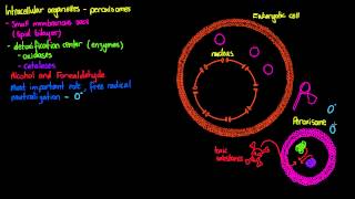 Intracellular Organelles Peroxisomes [upl. by Nnaeilsel]