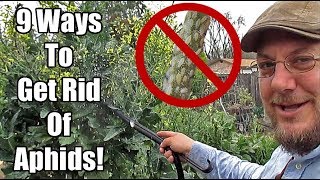 Are Aphids Destroying Your Garden Heres What You Can Do [upl. by Aerdnek]