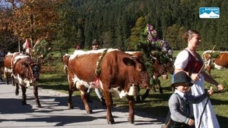 Almabtrieb Bayern Almabtrieb von der Halsalm im Berchtesgadener Land [upl. by Anemix5]