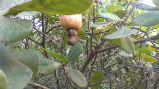 How to grow a cashew nut tree from seed [upl. by Ilajna]