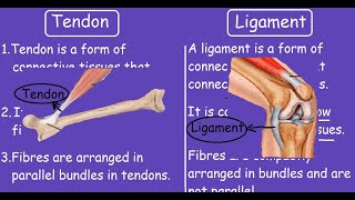 Tendon Vs Ligament Quick Differences and Comparison [upl. by Berkman]