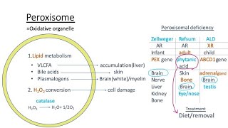 Peroxisome Zellweger syndrome Refsum disease Xlinked adrenoleukodystrophy pathology【USMLE】 [upl. by Hanschen]