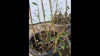 Mandevilla and preparing for Spring Planting [upl. by Eyatnod347]