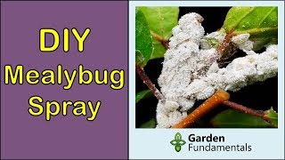 How to Get Rid of Mealybugs DIY spray with baby oil [upl. by Neill]