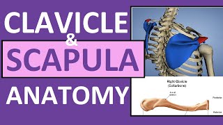 Clavicle and Scapula Anatomy The Pectoral Girdle [upl. by Harmonie130]