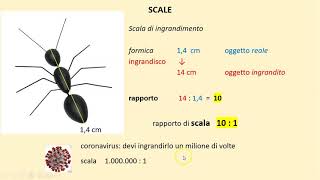 2a media 10 Rapporti di scala [upl. by Alva102]