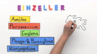 Einzeller  Biologie  Biologie der Zellen [upl. by Asined]