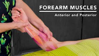 Forearm Anatomy Help Relieve Carpal Tunnel Syndrome [upl. by Redvers]