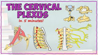 The Cervical Plexus [upl. by Oirom]