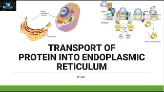 Transport of Protein In Endoplasmic Reticulum [upl. by Naquin]