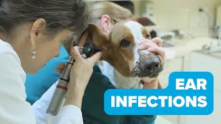 Ear Infections in Dogs [upl. by Hardie961]