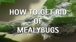 How To Get Rid of Mealybugs [upl. by Lehcear332]