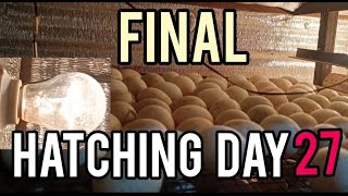 DUCK EGGS HATCHING TUTORIAL PROGRAM DAY 27 [upl. by Rapsac411]