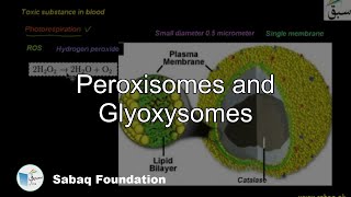 Peroxisomes and Glyoxisomes Biology Lecture  Sabaqpk [upl. by Jade829]