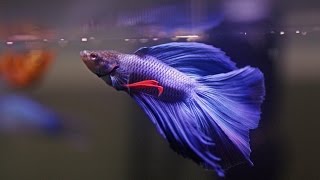 HOW TO Care for Betta Fish [upl. by Anelah]