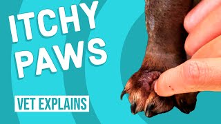 Itchy Paws from Seasonal Allergies  What to Do [upl. by Prisilla]