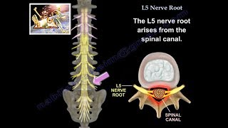 Cranial Nerve Disorders  Neurology Video Lectures  Medical Student  VLearning [upl. by Nileve]