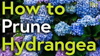 How to Prune Hydrangea A Martin Masterclass  Pots amp Trowels [upl. by Erdei]