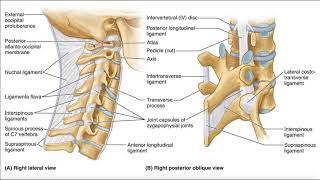 Major Ligaments of the Cervical Spine [upl. by Enaerb269]