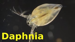 Daphnia [upl. by Twum]