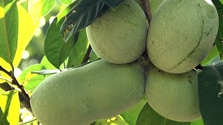 How To Find And Eat Pawpaws 2019 [upl. by Bealle]