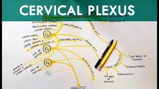 Cervical Plexus  Anatomy Tutorial [upl. by Odeen]