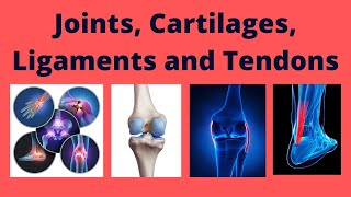 Joints Cartilages Ligaments and Tendons Science 6 [upl. by Aseyt]