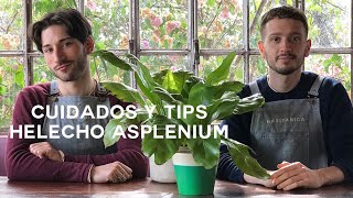 Cuidados Helecho Asplenium🍃 ¡Resistente y Fácil de Cuidar [upl. by Martina]