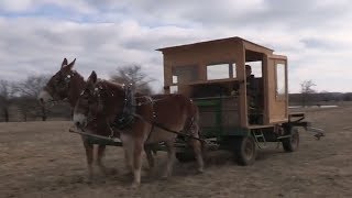 Feeding Cattle with Draft Mule Power [upl. by Donetta]