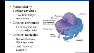 Chapter 4 Eukaryotic Cells [upl. by Nnylaj]