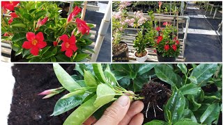 Mandevilla propagation cuttings [upl. by Honan165]