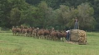 Tennessee 20 Mule Team  Hauling Logs [upl. by Divadleahcim]