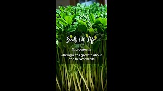 Know About Growing Microgreens [upl. by Revilo]