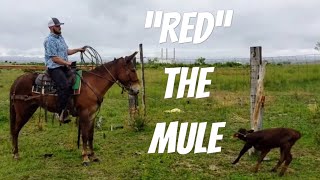 “Red” the Mule Sold [upl. by Aleetha]