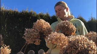 Pruning Annabelle Hydrangea [upl. by Salbu869]