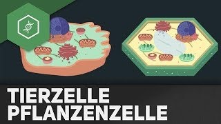 Tierzelle vs Pflanzenzelle  REMAKE [upl. by Yenot424]