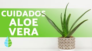 CUIDADOS del ALOE VERA [upl. by Osborn]