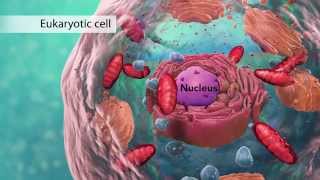 Biology Cell Structure I Nucleus Medical Media [upl. by Irrem875]