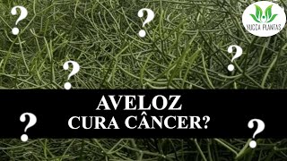 Aveloz cura câncer [upl. by Ann-Marie]