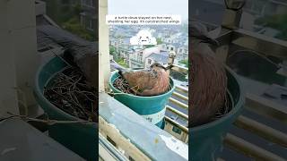 A woman supported a mother turtle dove in raising her chicks [upl. by Smada]