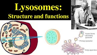 Lysosomes  Structure and Functions of lysosomes  Polymorphism in lysosomes  Primary lysosomes [upl. by Koerner709]