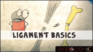 Ligament Basics  Science Explained [upl. by Arch]