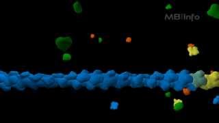 Actin filament assembly [upl. by Denman]