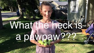 How to find Michigan pawpaw fruit [upl. by Llig121]